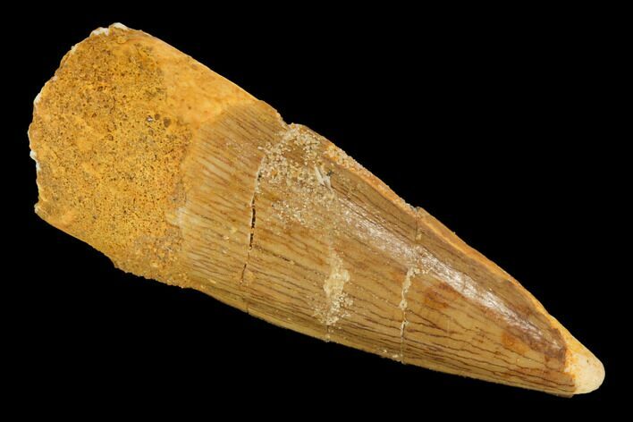 Bargain, Spinosaurus Tooth - Real Dinosaur Tooth #116351